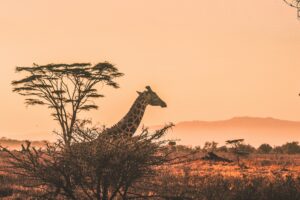 9 Day/ 8 Night Safaris: Suggested Itinerary & Quote