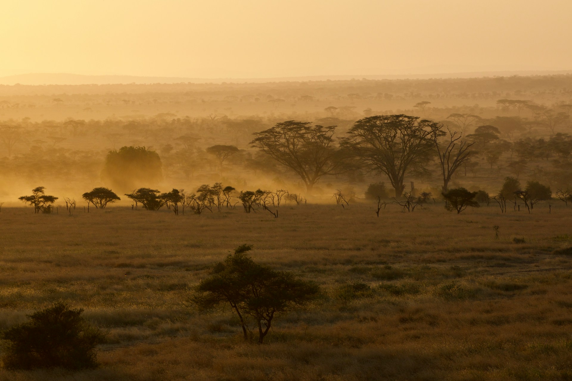 serengeti