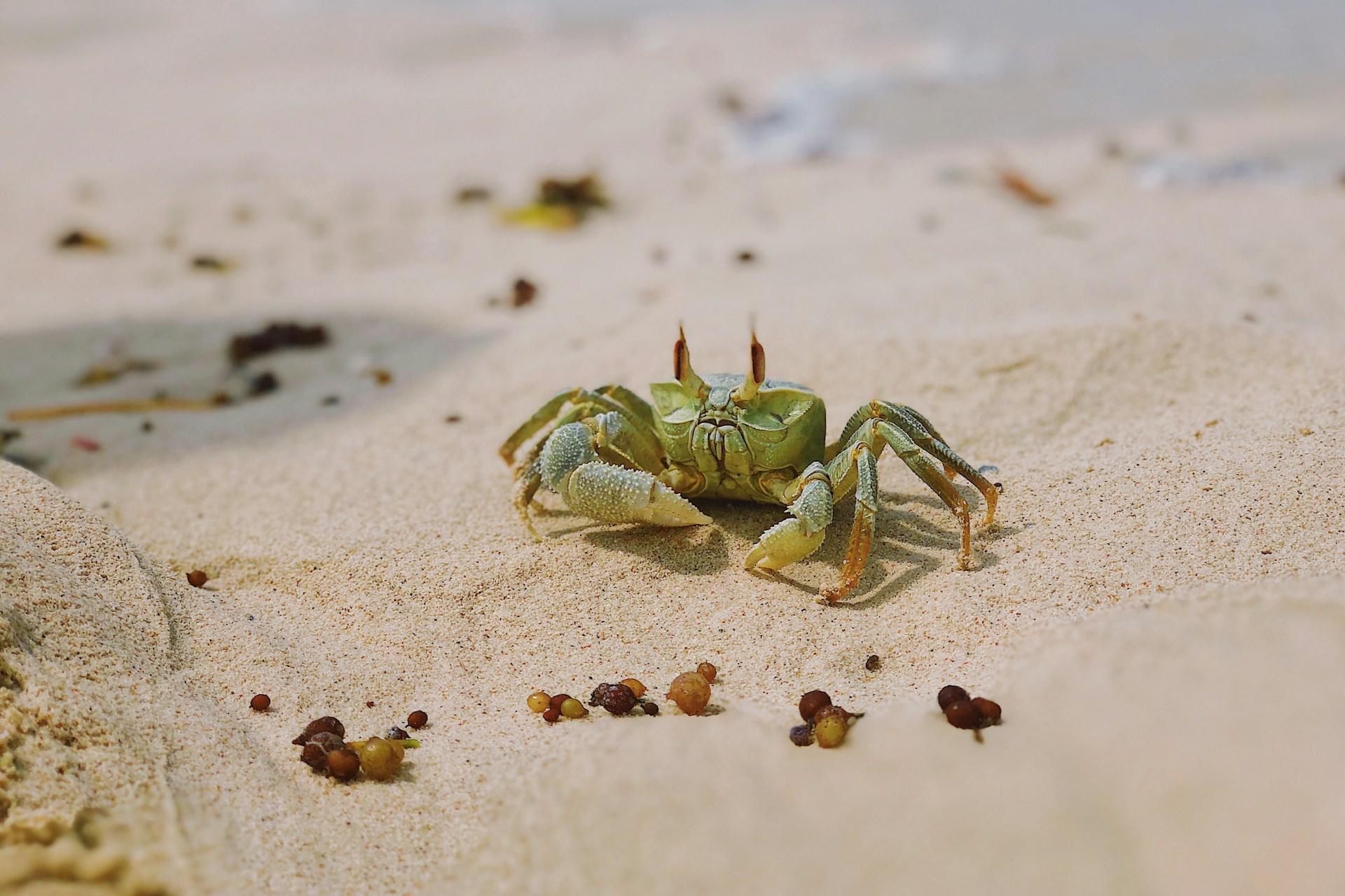 Zanzibar