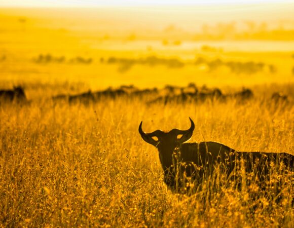 LUXURY ITINERARY:6 Day/ 5 Night Safaris