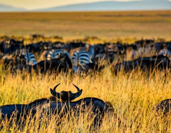 8 Day/ 7 Night Safaris: Suggested Itinerary & Quote