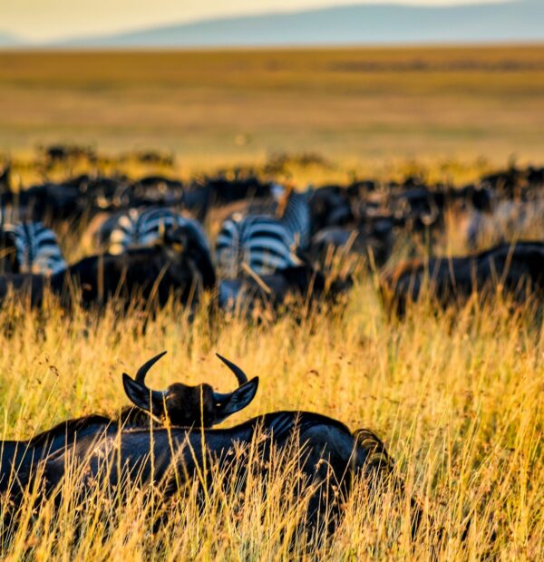 8 Day/ 7 Night Safaris: Suggested Itinerary & Quote