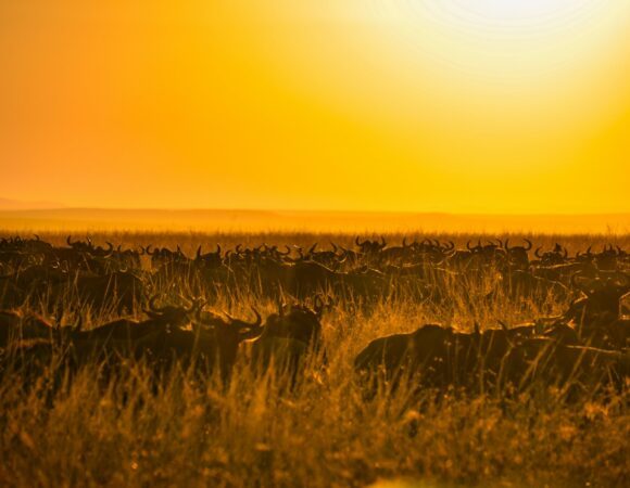 LUXURY ITINERARY:4 Day/ 3 Night Safaris: