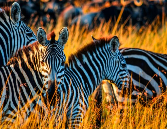 8 Day/ 7 Night Safaris: Suggested Itinerary & Quote