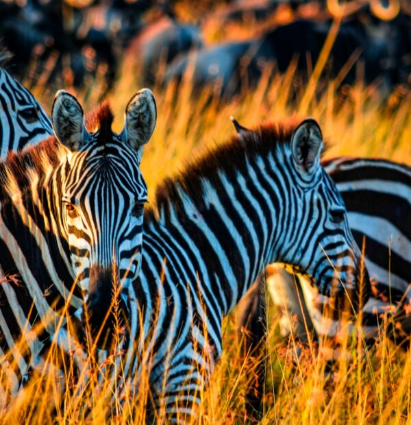 8 Day/ 7 Night Safaris: Suggested Itinerary & Quote